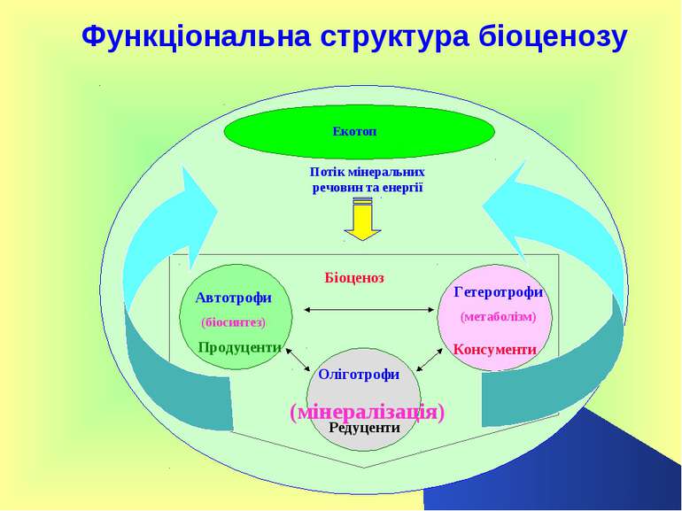 Функціональна структура біоценозу Гетеротрофи (метаболізм) Автотрофи (біосинт...
