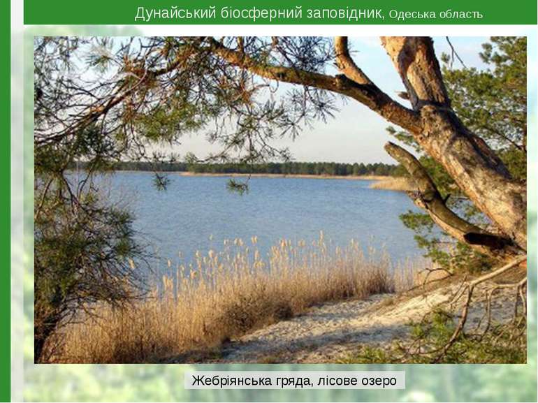 Дунайський біосферний заповідник, Одеська область Жебріянська гряда, лісове о...