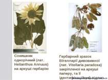Соняшник однорічний (лат. Helianthus Annuus) на аркуші гербарію Гербарний зра...