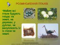 Майже всі птахи будують гнізда: на землі, на деревах, у дуплах, чи вилуплюють...