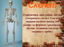 Скелет З'єднуючись між собою, кістки утворюють скелет. Скелет людини налічує ...