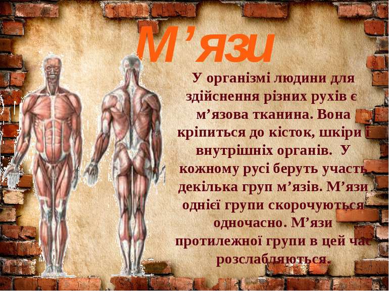 М’язи У організмі людини для здійснення різних рухів є м’язова тканина. Вона ...