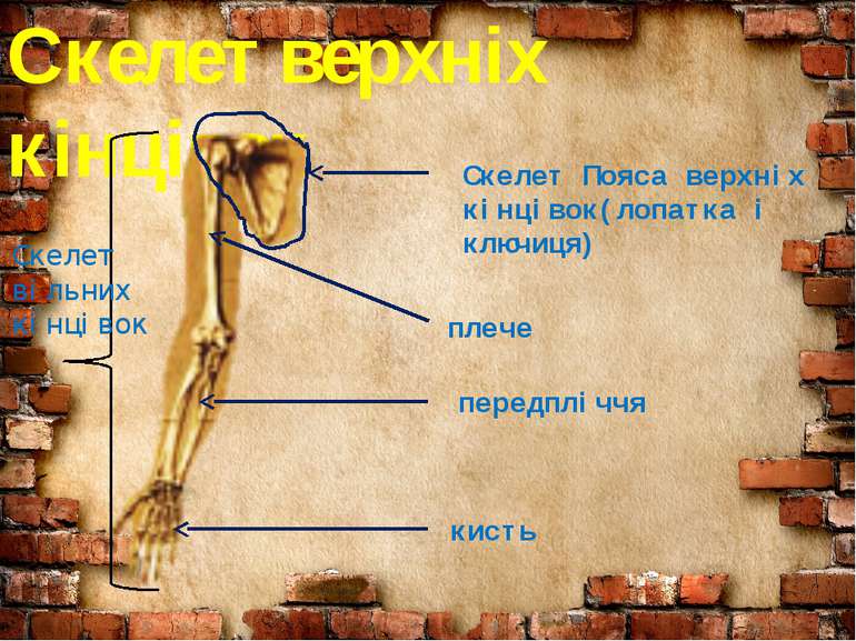 Скелет верхніх кінцівок Скелет Пояса верхніх кінцівок(лопатка і ключиця) Скел...