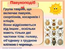 Павукоподібні Група тварин, що включає павуків, скорпіонів, косариків і кліщі...