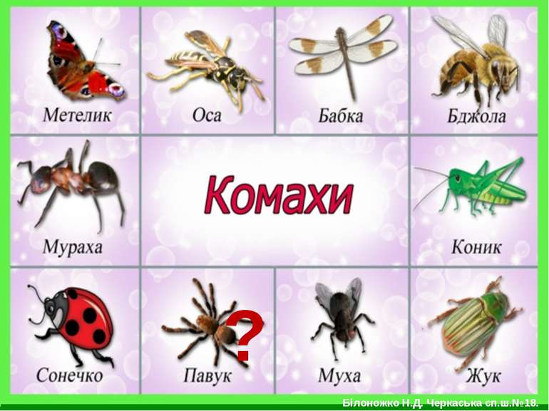 комахи 1 - презентація з природознавства