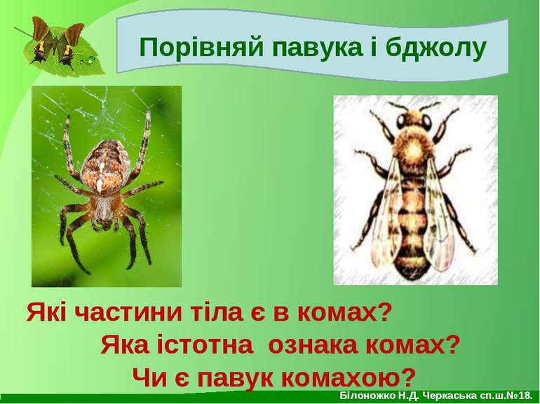 Порівняй павука і бджолу Які частини тіла є в комах? Яка істотна ознака комах...