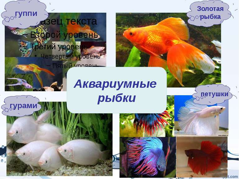 Рыбы делятся на три группы: - Речные - Морские - Аквариумные