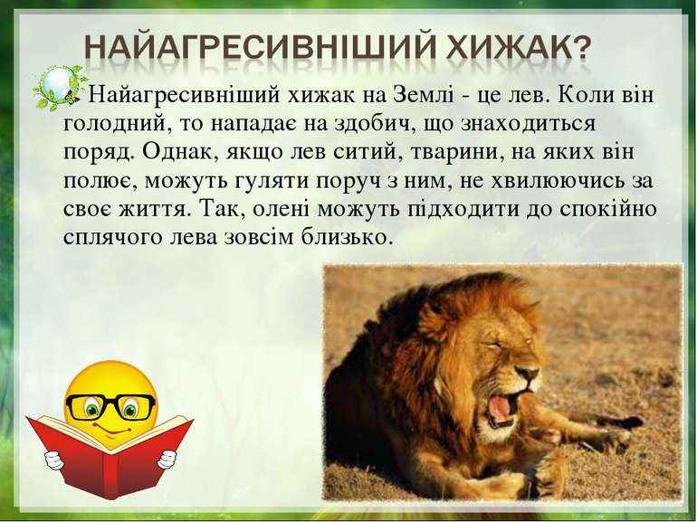 Найагресивніший хижак на Землі - це лев. Коли він голодний, то нападає на здо...