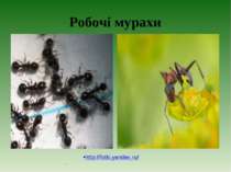 Робочі мурахи . http://fotki.yandex.ru/