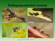 Найпрацьовитіші комахи Автор фотографій - Marta Grzesiak.