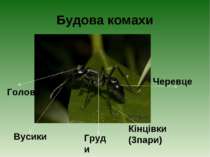 Будова комахи Вусики Голова Груди Кінцівки (3пари) Черевце