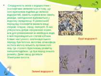 Спорідненість мохів з водоростями і псилофітами виявляється в тому, що їхня п...