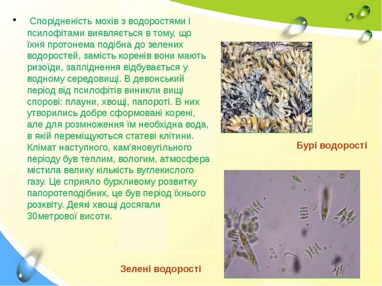 Спорідненість мохів з водоростями і псилофітами виявляється в тому, що їхня п...