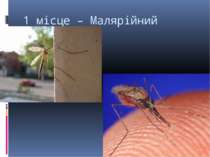 1 місце – Малярійний комар