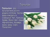 Тюльпан Тюльпан - рід багаторічних рослин родини лілійних. Численні види похо...