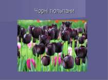 Чорні тюльпани