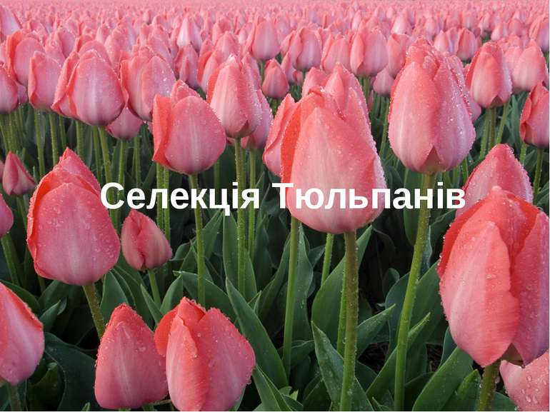 Селекція Тюльпанів