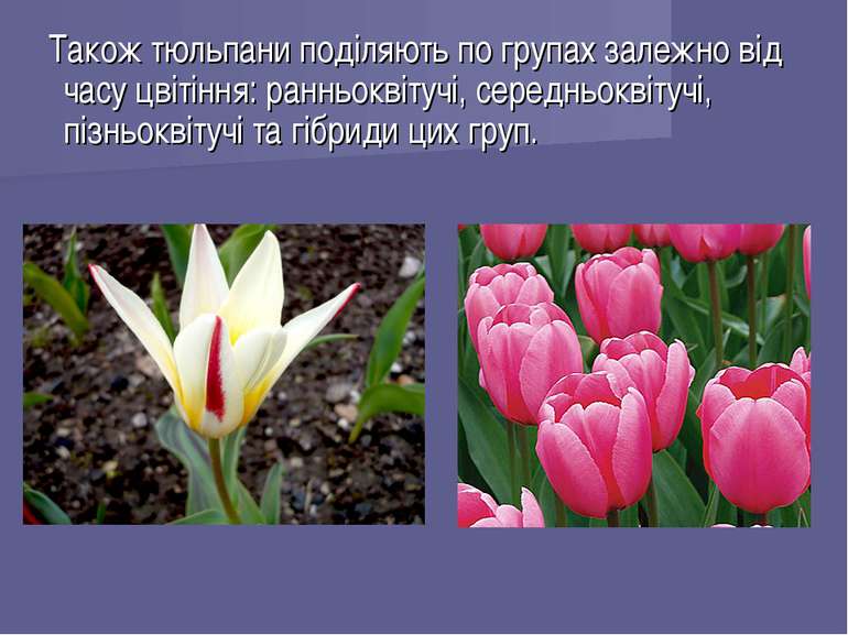 Також тюльпани поділяють по групах залежно від часу цвітіння: ранньоквітучі, ...