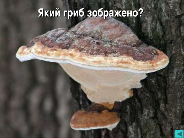 Який гриб зображено?