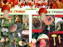 ЇСТІВНІ ГРИБИ ОТРУЙНІ ГРИБИ Групи грибів Віднови схему