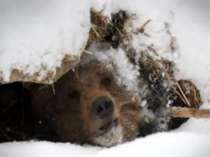 Взимку ведмедю важко знайти їжу, тому він будує собі барліг і залягає спати. ...