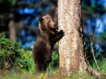 Ведмідь добре плаває, лазить по деревах. Це неймовірно сильна тварина - велик...