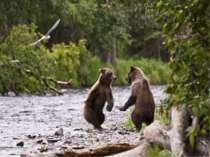 У пошуках їжі ведмідь може проходити за один день декілька кілометрів.