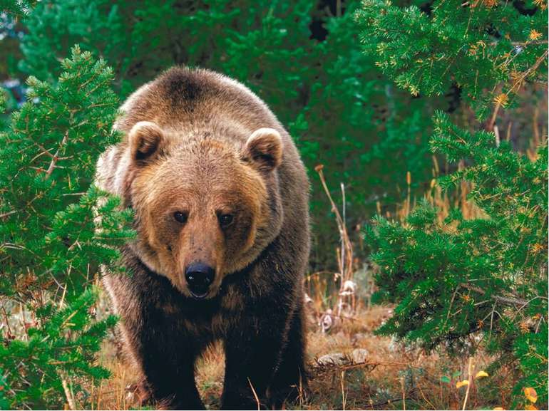 Великі й могутні тварини - бурі ведмеді - в Україні зустрічаються в Карпатах....