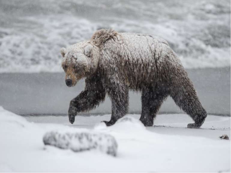 Якщо ведмідь не запасе восени жиру, то він не лягає спати, а цілу зиму ходить...