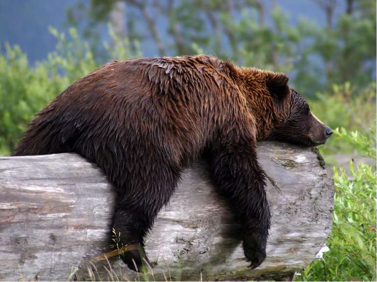 Восени ведмідь відгодовується, щоб на зиму запастися жиром. Восени він запаса...