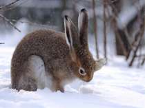 Хутро зайця-русака сіре з рудуватим відтінком. На зиму хутро стає густішим і ...