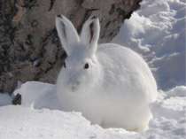 Крім зайця-русака, в Україні іноді трапляється заєць-біляк. Цей заєць на зиму...