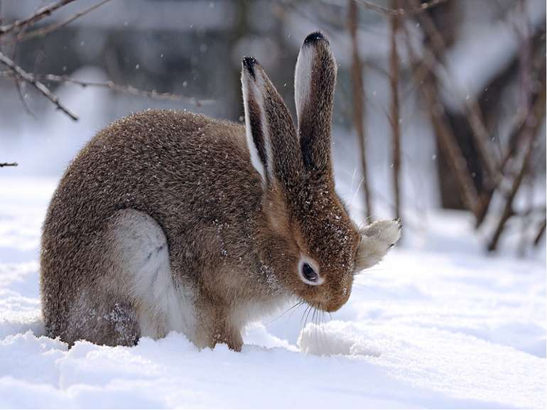 Хутро зайця-русака сіре з рудуватим відтінком. На зиму хутро стає густішим і ...