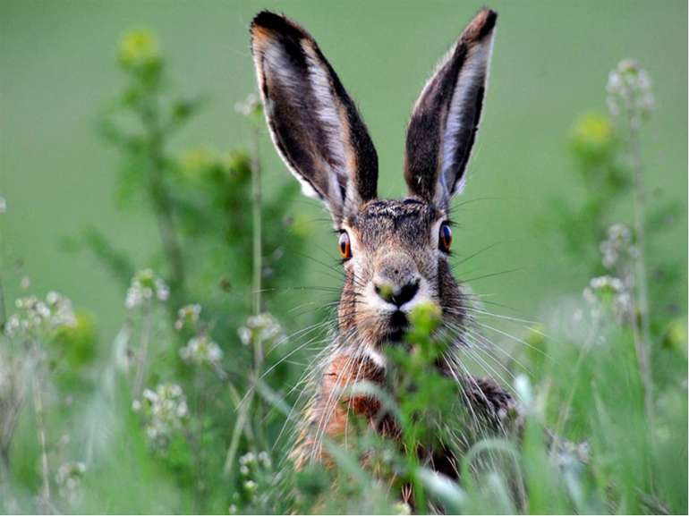 Зайця легко впізнати по довгих вухах і куцому хвостику. Великі й рухливі вуха...