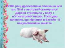 У 2005 році дресирована свинка на ім'я міс Піггі в австралійському місті Дарв...