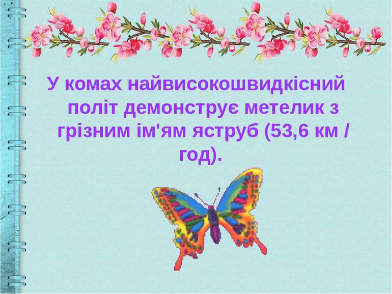 У комах найвисокошвидкісний політ демонструє метелик з грізним ім'ям яструб (...