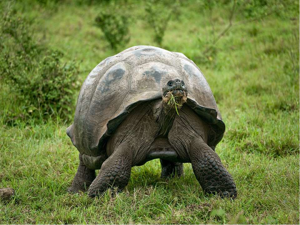 Большая галапагосская черепаха. Галапагосская черепаха. Галапагосские острова слоновая черепаха. Галапагосская гигантская черепаха. Слоновые черепахи Галапагосы.
