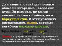 Для защиты от зайцев посадки обнесли изгородью – стало ещё хуже. За изгородь ...