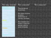 Что мы знаем? Что узнаем? Что узнали? Чем питаются животные. На какие группы ...