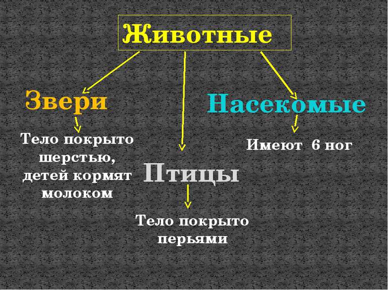 Животные Звери Птицы Насекомые Тело покрыто шерстью, детей кормят молоком Име...