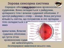 Середня оболонка пронизана кровоносними судинами. Вона складається з райдужки...