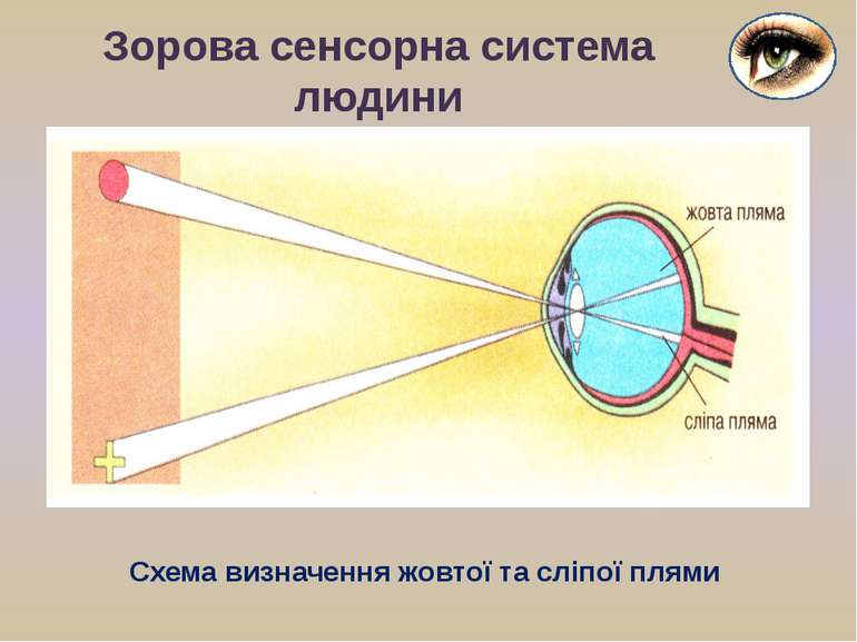 Зорова сенсорна система людини Схема визначення жовтої та сліпої плями