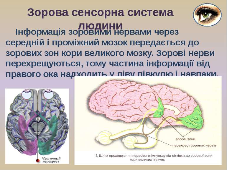 Інформація зоровими нервами через середній і проміжний мозок передається до з...
