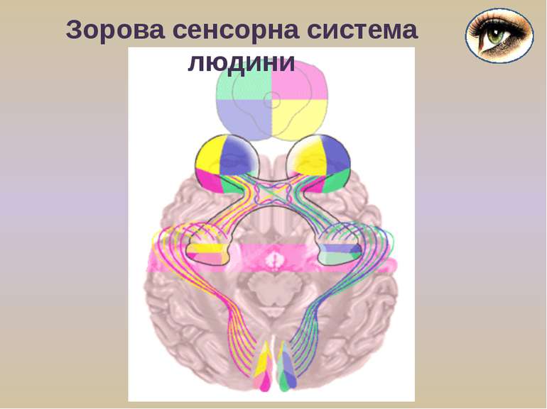 Зорова сенсорна система людини