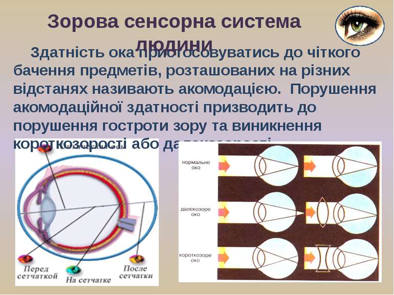 Здатність ока пристосовуватись до чіткого бачення предметів, розташованих на ...