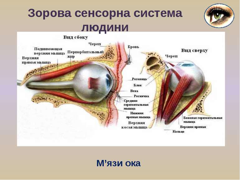 Зорова сенсорна система людини М’язи ока