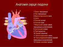 Анатомія серця людини 1 Праве передсердя 2 Ліве передсердя 3 Верхня порожнист...