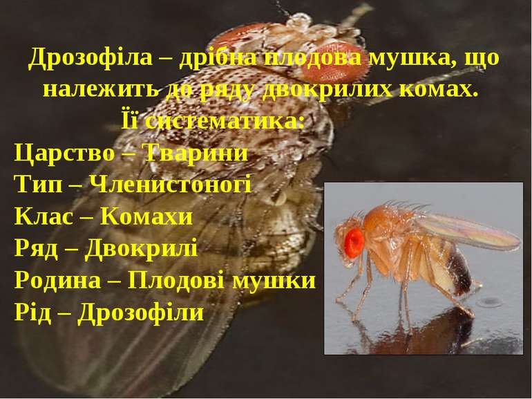 Дрозофіла – дрібна плодова мушка, що належить до ряду двокрилих комах. Її сис...