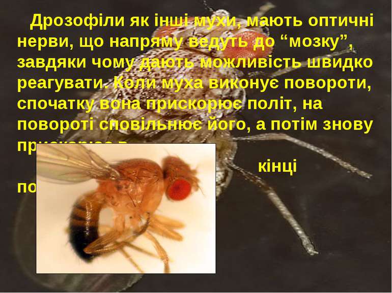 Дрозофіли як інші мухи, мають оптичні нерви, що напряму ведуть до “мозку”, за...