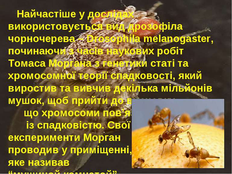 Найчастіше у дослідах використовується вид дрозофіла чорночерева – Drosophila...